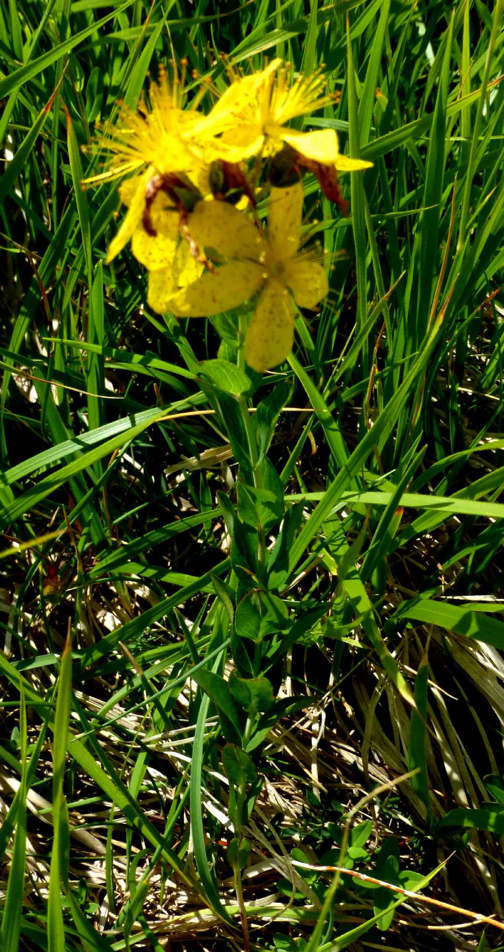 Hypericum richeri a Campo Imperatore